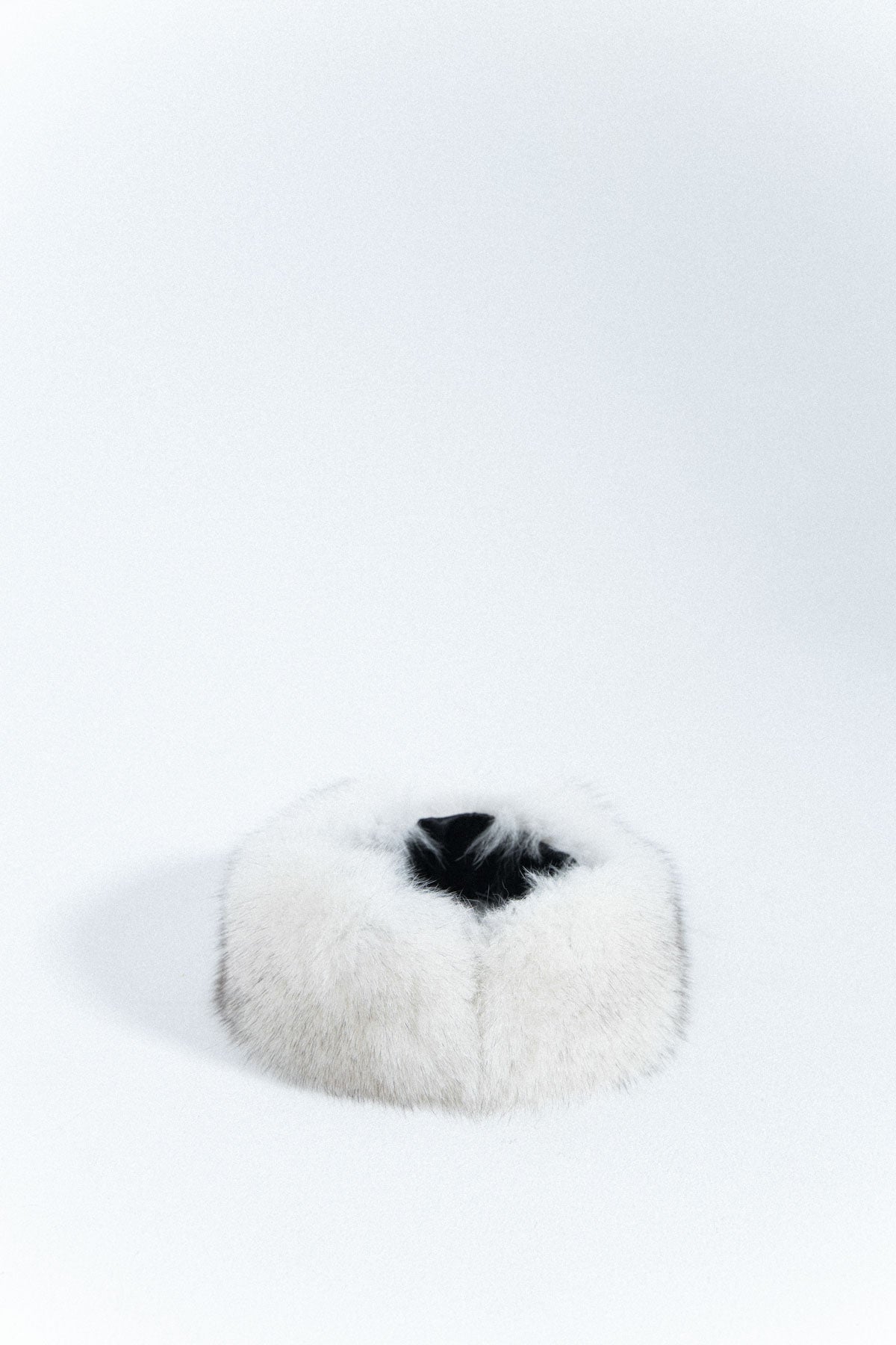 Cuello de zorro blanco con fondo gris